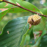American Beech Tree (Fagus grandifolia) Live Plant – Native Shade Tree, Smooth Gray Bark, Zones 3–9