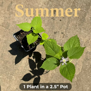 Native Anise Hyssop Live Plant – Agastache foeniculum, Zones 4–8