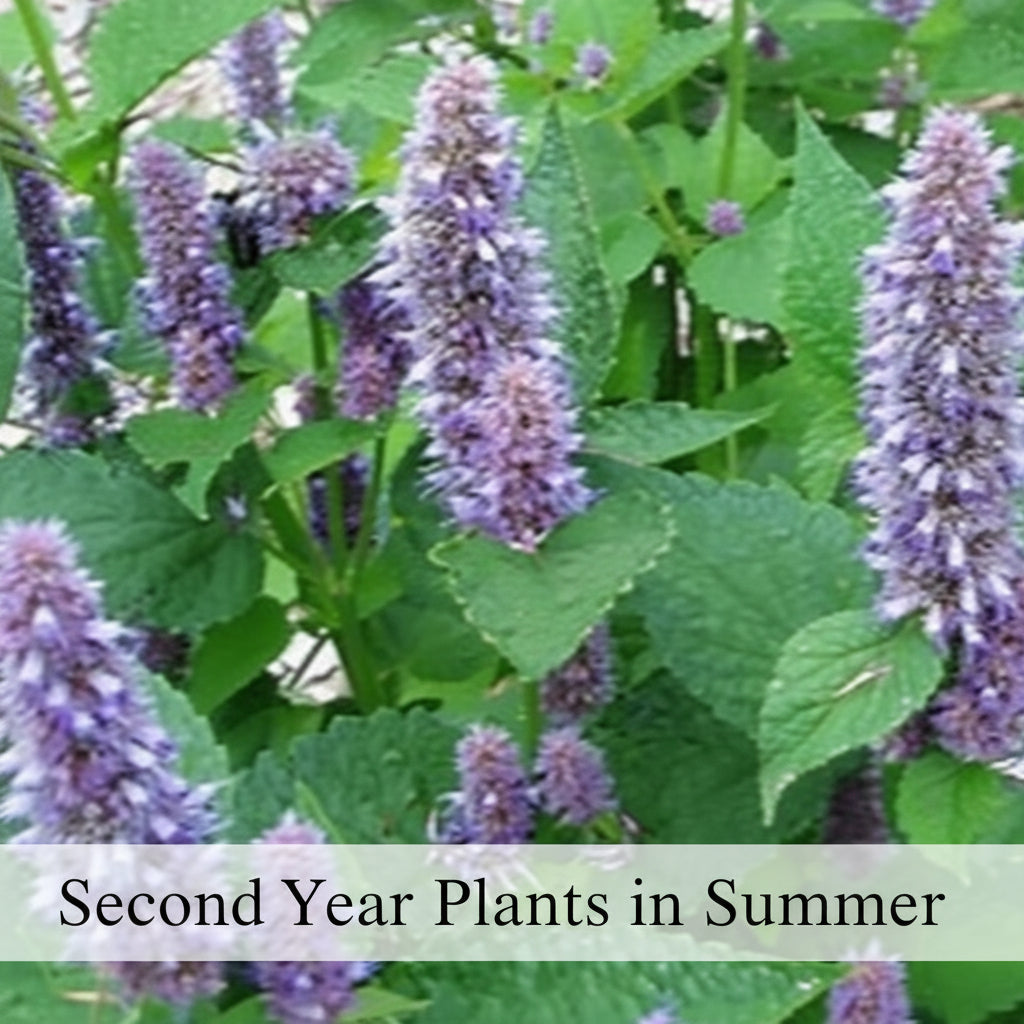 Native Anise Hyssop Live Plant – Agastache foeniculum, Zones 4–8
