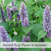 Native Anise Hyssop Live Plant – Agastache foeniculum, Zones 4–8