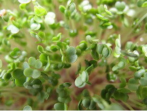 Arugula Microgreen Seeds