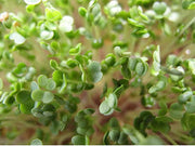 Arugula Microgreen Seeds