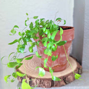 Asparagus Asparagoides Smilax 'Bridal Creeper' Seeds