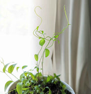 Asparagus Asparagoides Smilax 'Bridal Creeper' Seeds