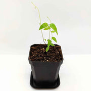 Asparagus Asparagoides Smilax 'Bridal Creeper' Seeds