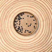Asparagus Asparagoides Smilax 'Bridal Creeper' Seeds