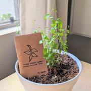 Asparagus Asparagoides Smilax 'Bridal Creeper' Seeds