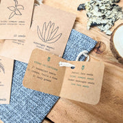 "Asparagus Fern" Houseplant Seed Collection