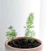 Asparagus Meyeri 'Foxtail Fern' Seeds