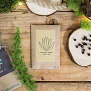 Asparagus Meyeri 'Foxtail Fern' Seeds