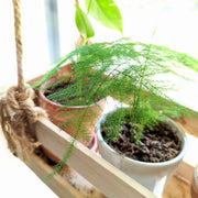 Asparagus Plumosus Nana 'Lace Fern' Seeds