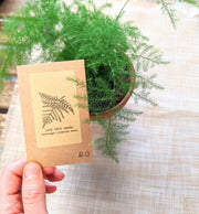 Asparagus Plumosus Nana 'Lace Fern' Seeds