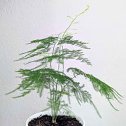 Asparagus Plumosus Nana 'Lace Fern' Seeds