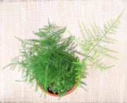 Asparagus Plumosus Nana 'Lace Fern' Seeds