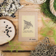 Asparagus Plumosus Nana 'Lace Fern' Seeds