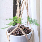 Asparagus Plumosus Nana 'Lace Fern' Seeds
