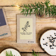 Asparagus Sprengeri 'Basket Asparagus' Seeds