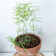 Asparagus Sprengeri 'Basket Asparagus' Seeds