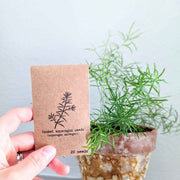 Asparagus Sprengeri 'Basket Asparagus' Seeds