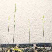 Asparagus Sprengeri 'Basket Asparagus' Seeds