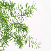 Asparagus Sprengeri 'Basket Asparagus' Seeds