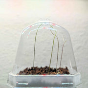 Asparagus Sprengeri 'Basket Asparagus' Seeds