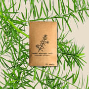Asparagus Sprengeri 'Basket Asparagus' Seeds