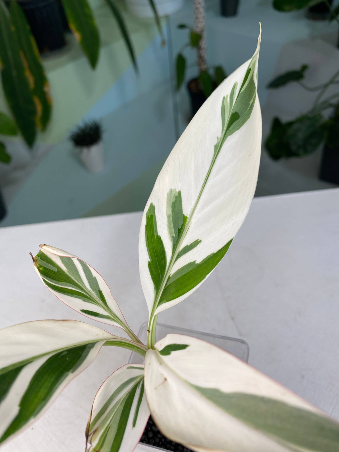 Musa &quot;Ae Ae&quot; Variegated - Rare Striped Banana Plant