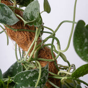 SuperMoss Bendable Moss Pole for Monstera, Pothos & Philodendron 36" Plant Support
