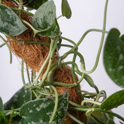SuperMoss Bendable Moss Pole for Monstera, Pothos &amp; Philodendron 36" Plant Support