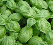 Italian Large Leaf Basil Seeds
