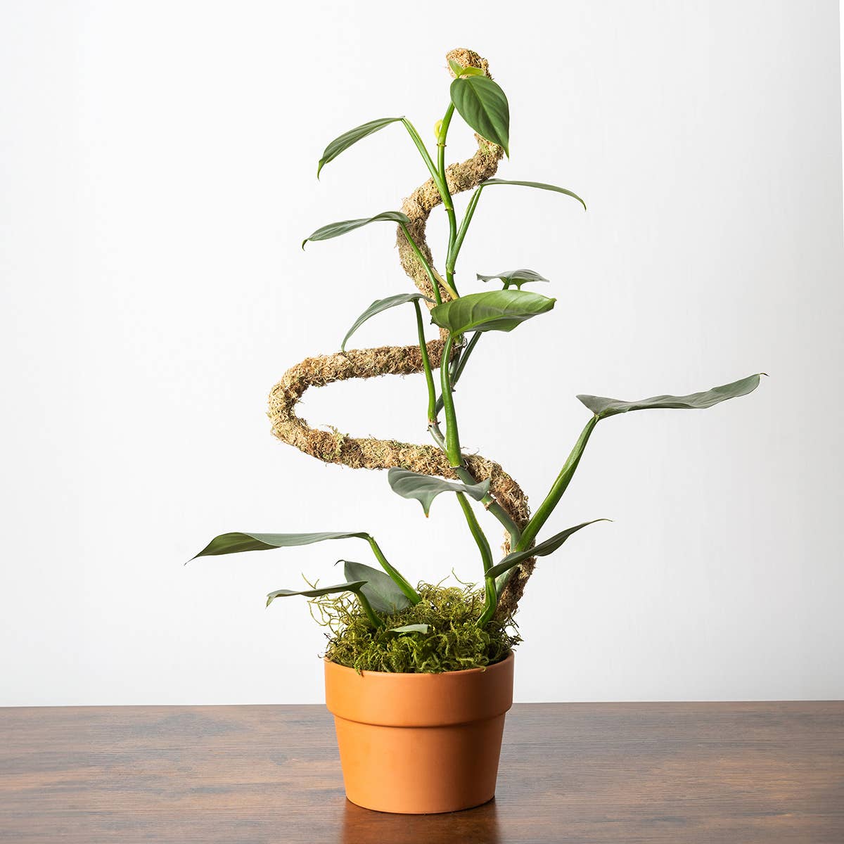 SuperMoss Bendable Moss Pole for Monstera, Pothos &amp; Philodendron 36" Plant Support