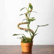SuperMoss Bendable Moss Pole for Monstera, Pothos & Philodendron 36" Plant Support