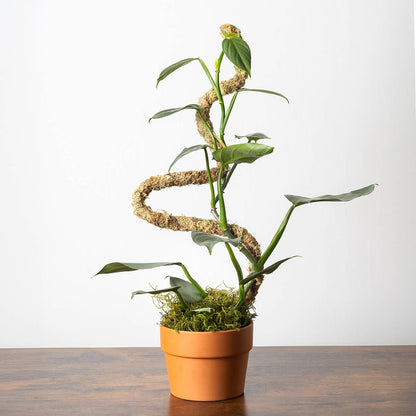 SuperMoss Bendable Moss Pole for Monstera, Pothos &amp; Philodendron 36" Plant Support