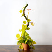 SuperMoss Bendable Moss Pole for Monstera, Pothos & Philodendron 36" Plant Support