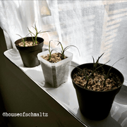 Beaucarnea Recurvata 'Ponytail Palm' Seeds
