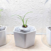 Beaucarnea Recurvata 'Ponytail Palm' Seeds
