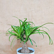 Beaucarnea Recurvata 'Ponytail Palm' Seeds