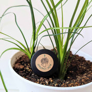 Beaucarnea Recurvata 'Ponytail Palm' Seeds