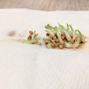 Beaucarnea Recurvata 'Ponytail Palm' Seeds