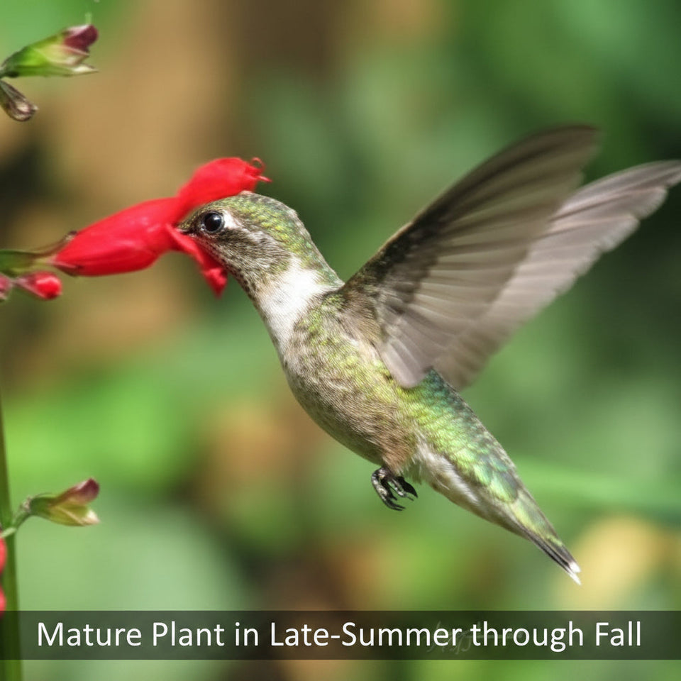 Belize Sage Live Plant (Salvia miniata) – Hummingbird &amp; Pollinator Perennial, Zones 9–11