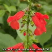Belize Sage Live Plant (Salvia miniata) – Hummingbird & Pollinator Perennial, Zones 9–11