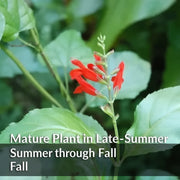 Belize Sage Live Plant (Salvia miniata) – Hummingbird & Pollinator Perennial, Zones 9–11