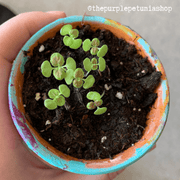 Black Dragon Coleus Seeds