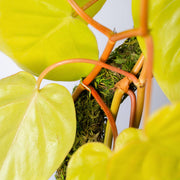 SuperMoss Bendable Moss Pole for Monstera, Pothos & Philodendron 36" Plant Support