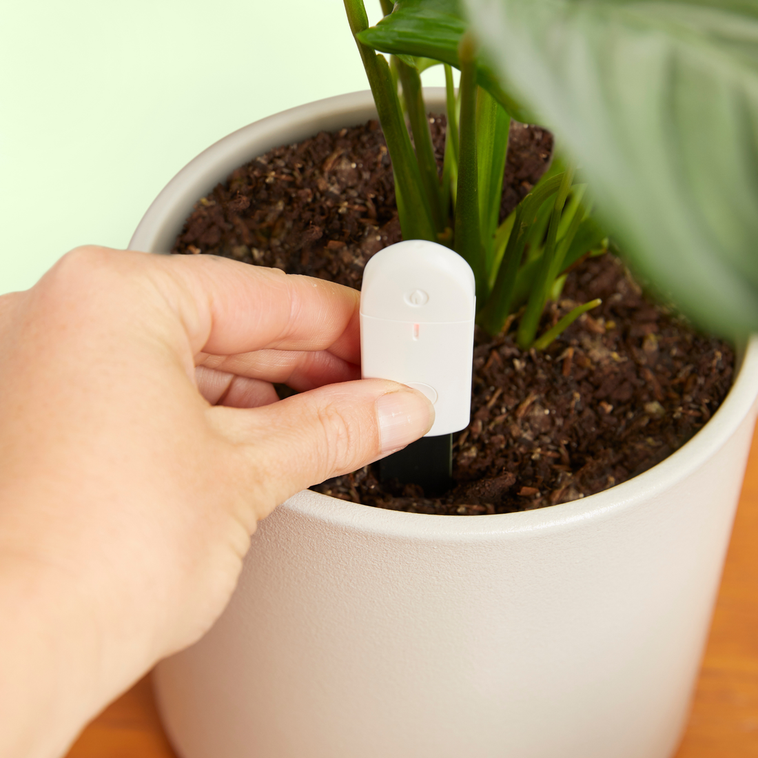 Soil Moisture Meter For Houseplants