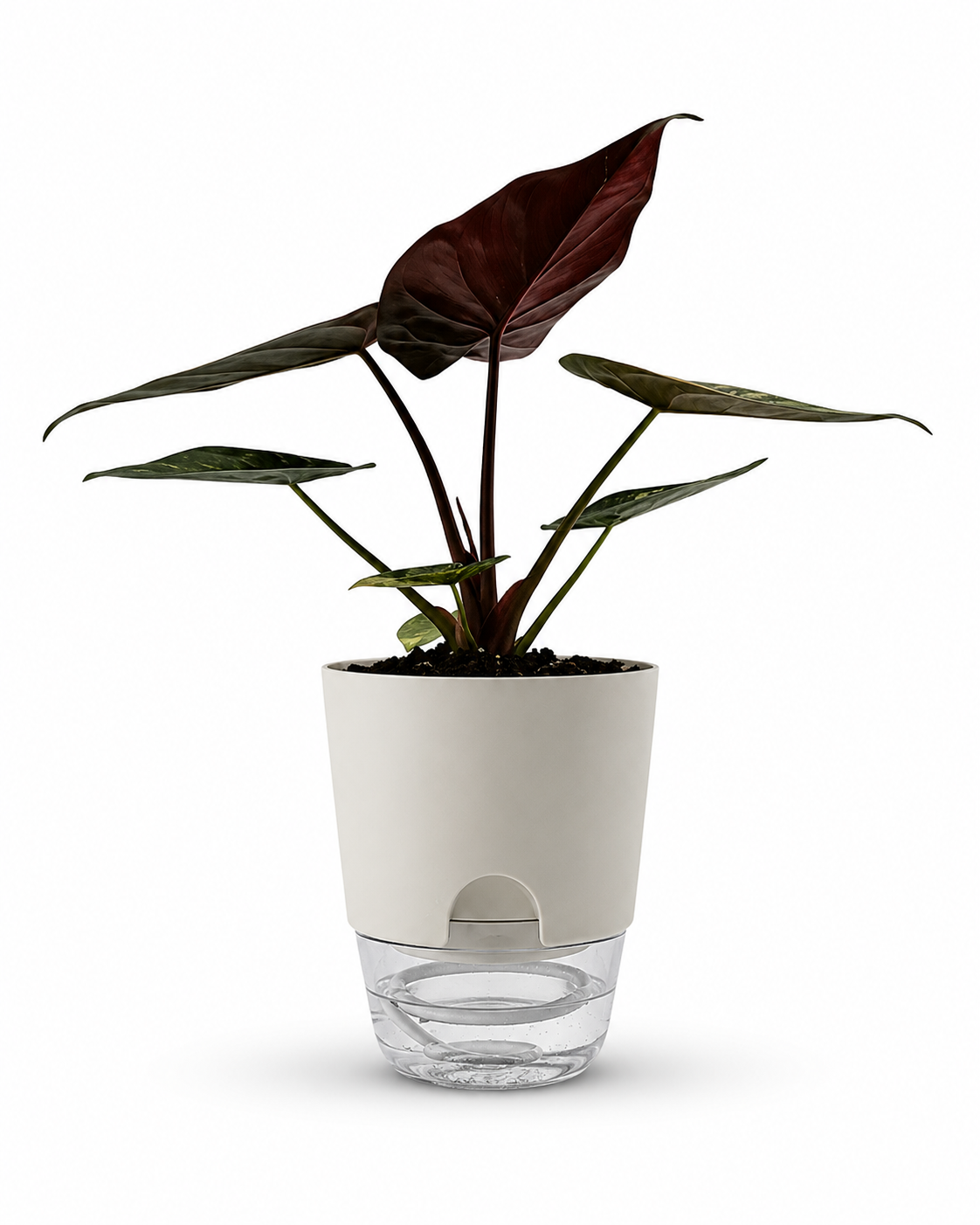 Alocasia wentii Variegated - Premium Giant Elephant Ear – 6-Inch Pot – Default Title
