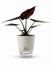 Alocasia wentii Variegated - Premium Giant Elephant Ear – 6-Inch Pot – Default Title