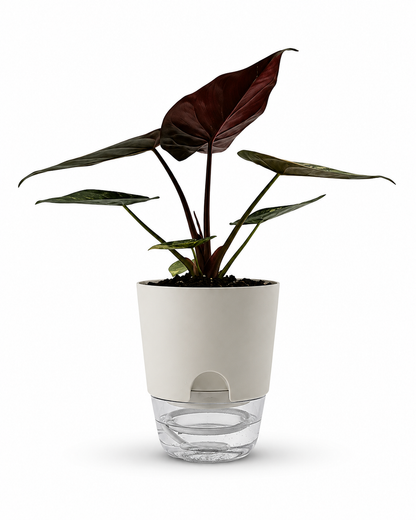 Alocasia wentii Variegated - Premium Giant Elephant Ear