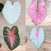 Caladium Mix Bulbs
